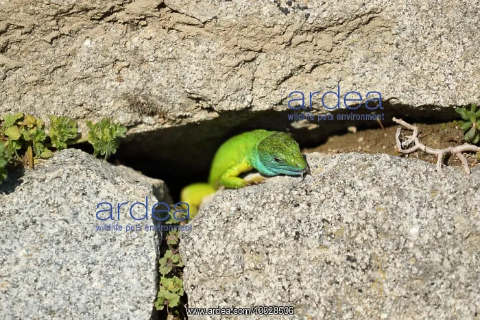 : European green lizard (Lacerta viridis), Bulgaria : European green lizard (Lacerta viridis), Bulgaria
