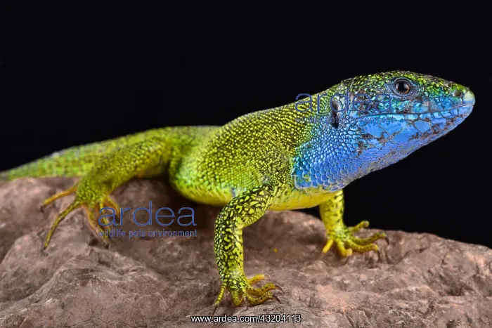 : European green lizard (Lacerta viridis) male : European green lizard (Lacerta viridis) male