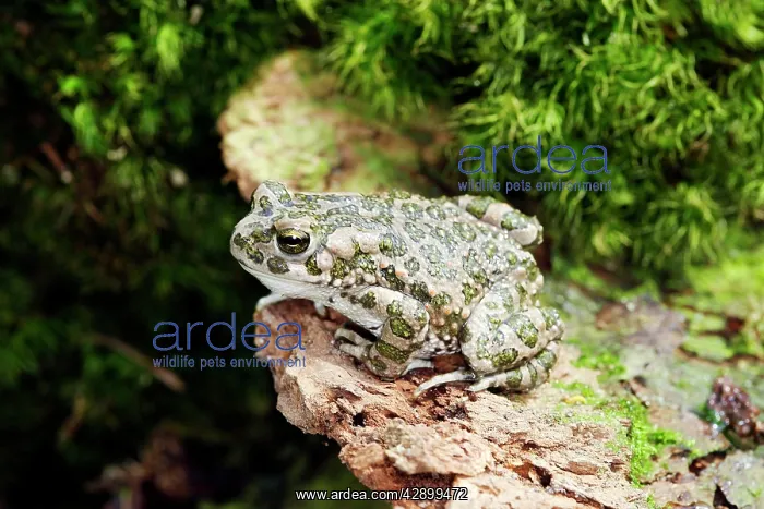 : European Green Toad : European Green Toad