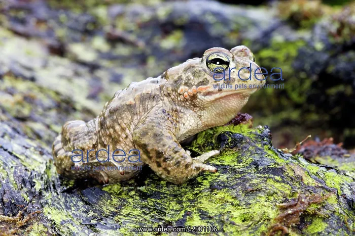 : European Green Toad