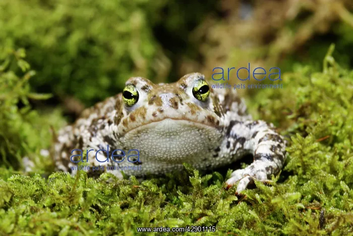 : European Green Toad : European Green Toad