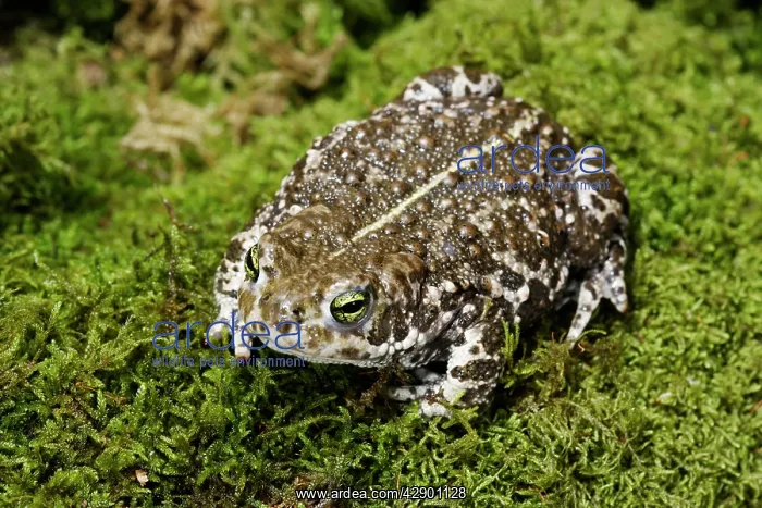 : European Green Toad : European Green Toad