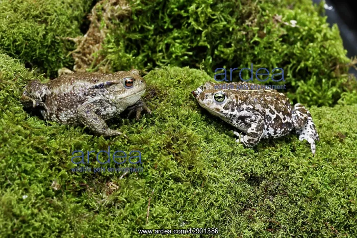 : European Green Toad : European Green Toad