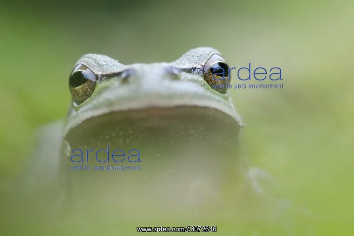  : European Green Toad