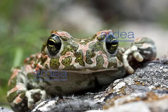 : European Green Toad : European Green Toad