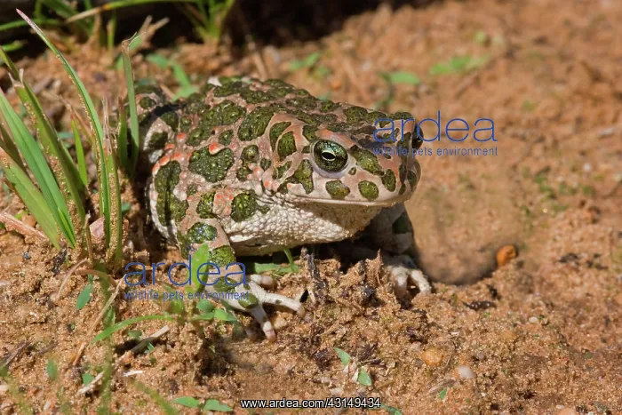: European Green Toad : European Green Toad
