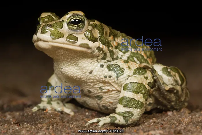 : European Green Toad : European Green Toad