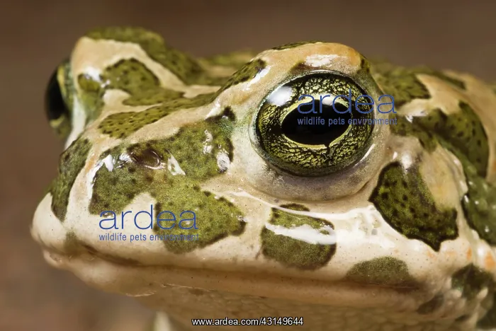 : European Green Toad : European Green Toad