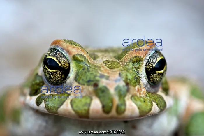 : European Green Toad : European Green Toad