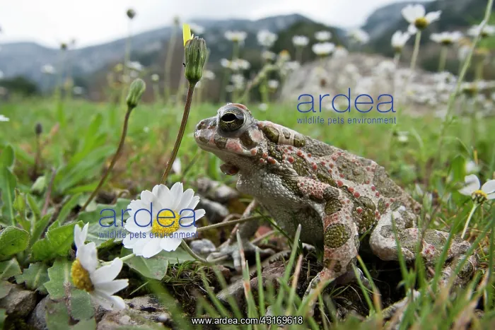 : European Green Toad : European Green Toad