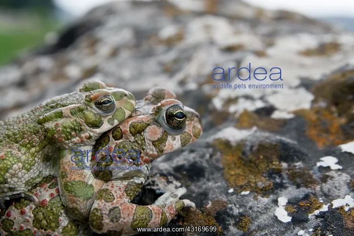 : European Green Toad : European Green Toad
