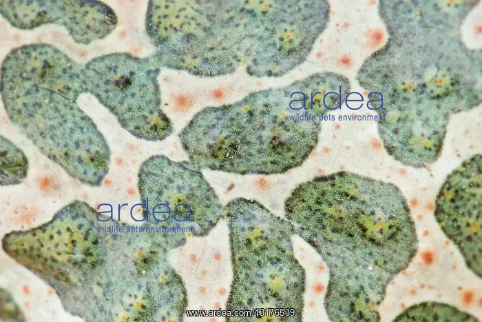 : European Green Toad : European Green Toad