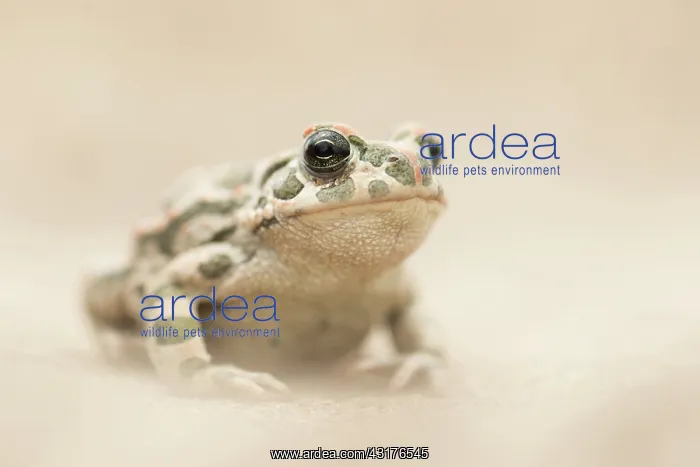 : European Green Toad : European Green Toad