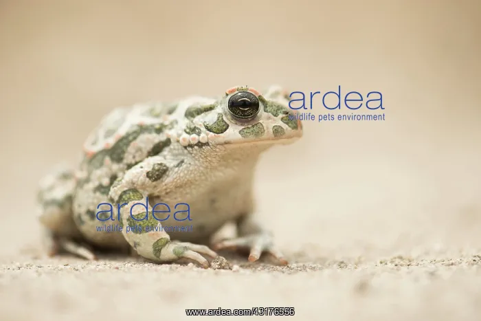 : European Green Toad : European Green Toad