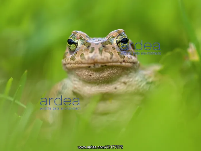: European Green Toad : European Green Toad