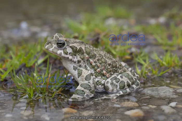  : European Green Toad - adult toad - Austria