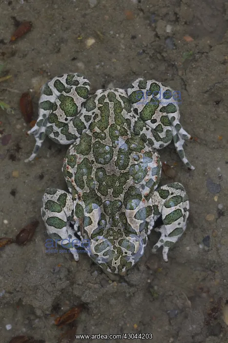  : European Green Toad - adult toad - Austria