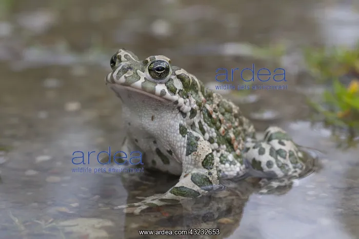  : European Green Toad - adult toad - Austria