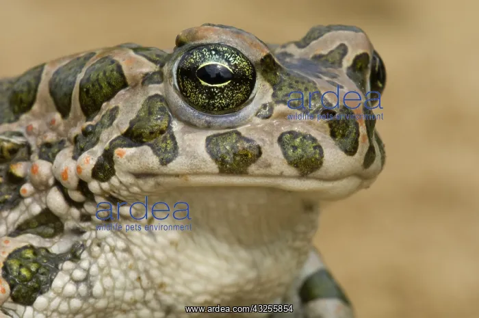 : European Green Toad (Bufo viridis) portrait, Hu : European Green Toad (Bufo viridis) portrait, Hu