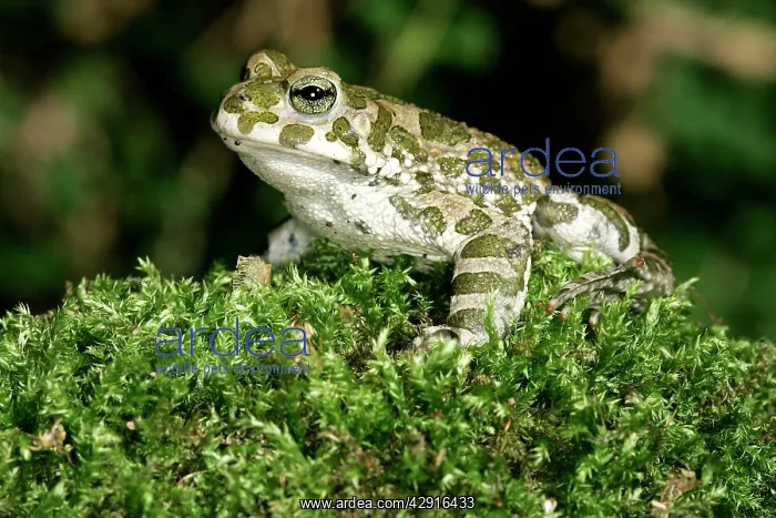 : European Green / Variable TOAD : European Green / Variable TOAD