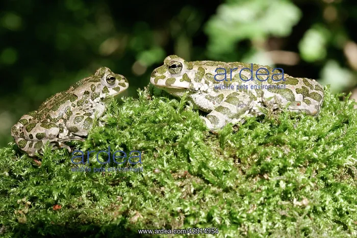 : European Green / Variable TOAD - pair, male and female : European Green / Variable TOAD - pair, male and female
