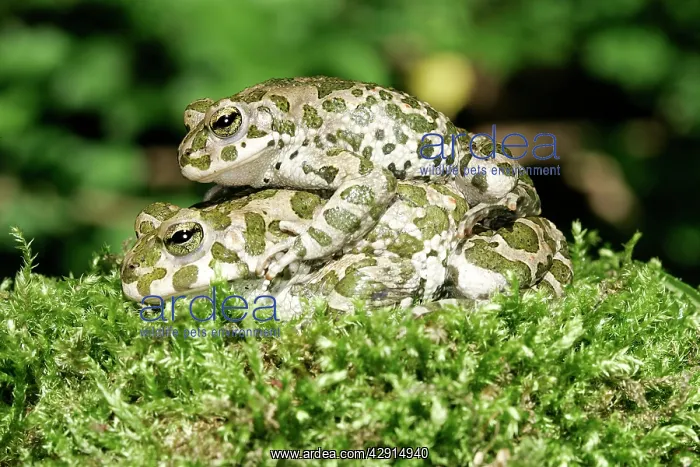  : European Green  /  Variable TOAD - pair mating. Male on top