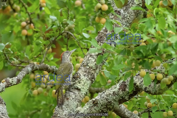 : EUROPEAN GREEN WOODPECKER : EUROPEAN GREEN WOODPECKER