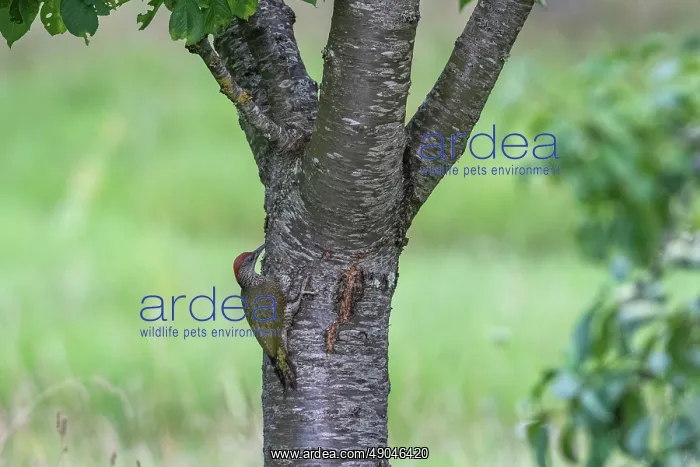 : EUROPEAN GREEN WOODPECKER : EUROPEAN GREEN WOODPECKER