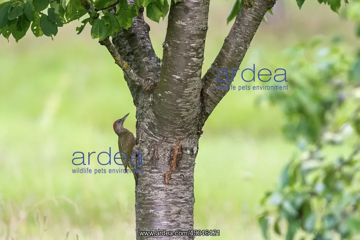 : EUROPEAN GREEN WOODPECKER : EUROPEAN GREEN WOODPECKER
