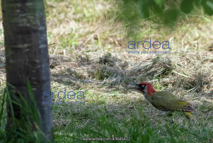 : EUROPEAN GREEN WOODPECKER : EUROPEAN GREEN WOODPECKER