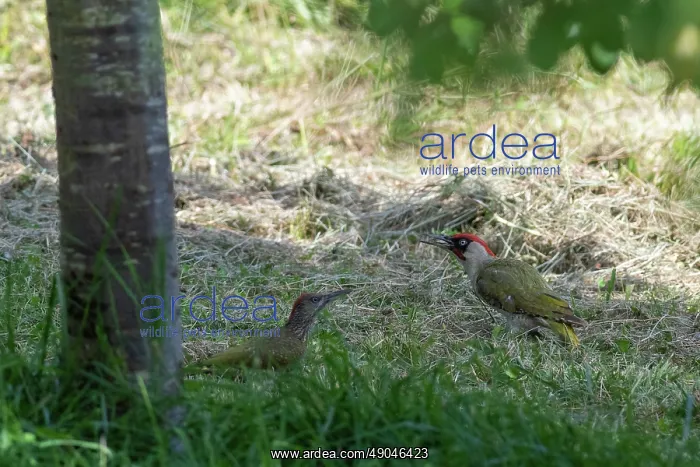 : EUROPEAN GREEN WOODPECKER : EUROPEAN GREEN WOODPECKER