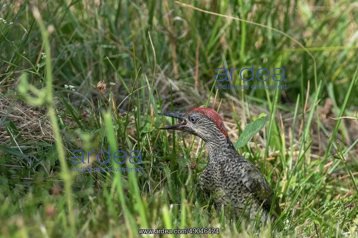 : EUROPEAN GREEN WOODPECKER : EUROPEAN GREEN WOODPECKER