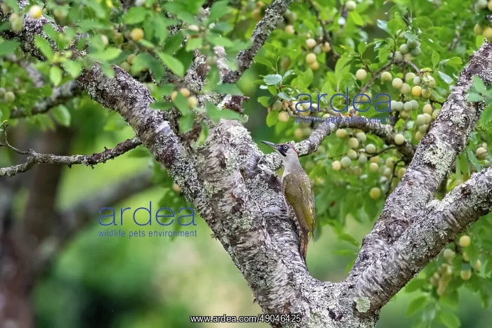 : EUROPEAN GREEN WOODPECKER : EUROPEAN GREEN WOODPECKER
