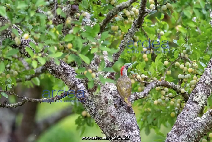 : EUROPEAN GREEN WOODPECKER : EUROPEAN GREEN WOODPECKER