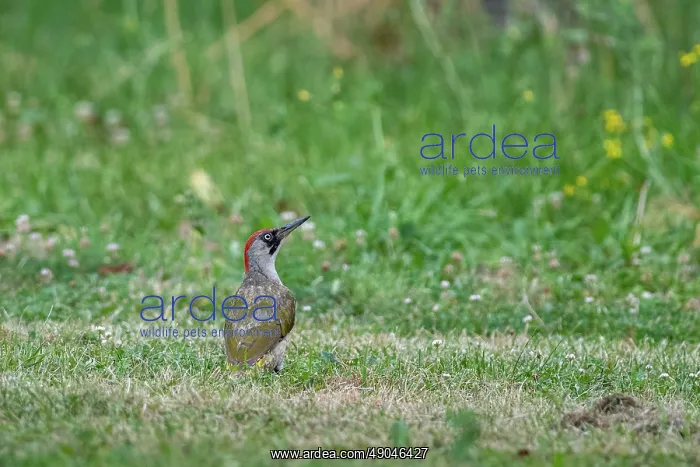 : EUROPEAN GREEN WOODPECKER : EUROPEAN GREEN WOODPECKER