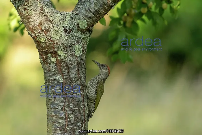 : EUROPEAN GREEN WOODPECKER : EUROPEAN GREEN WOODPECKER