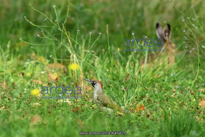 : EUROPEAN GREEN WOODPECKER : EUROPEAN GREEN WOODPECKER
