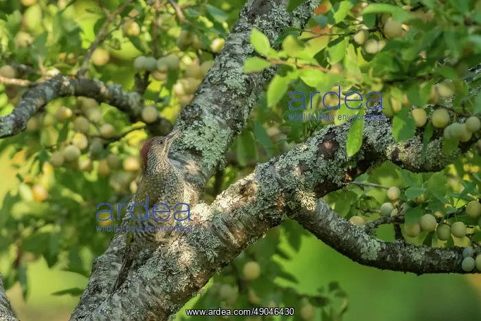 : EUROPEAN GREEN WOODPECKER : EUROPEAN GREEN WOODPECKER