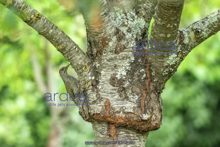 : EUROPEAN GREEN WOODPECKER : EUROPEAN GREEN WOODPECKER
