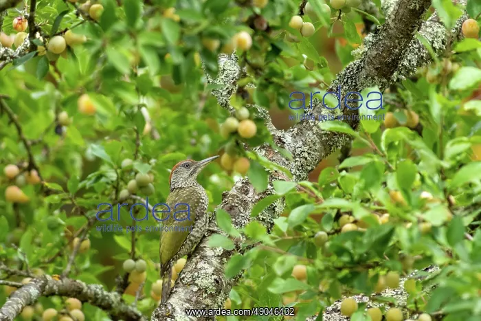 : EUROPEAN GREEN WOODPECKER : EUROPEAN GREEN WOODPECKER