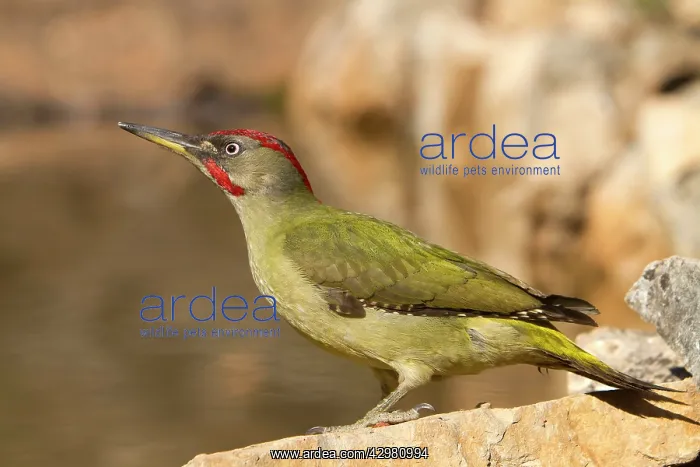: European Green Woodpecker - adult male : European Green Woodpecker - adult male