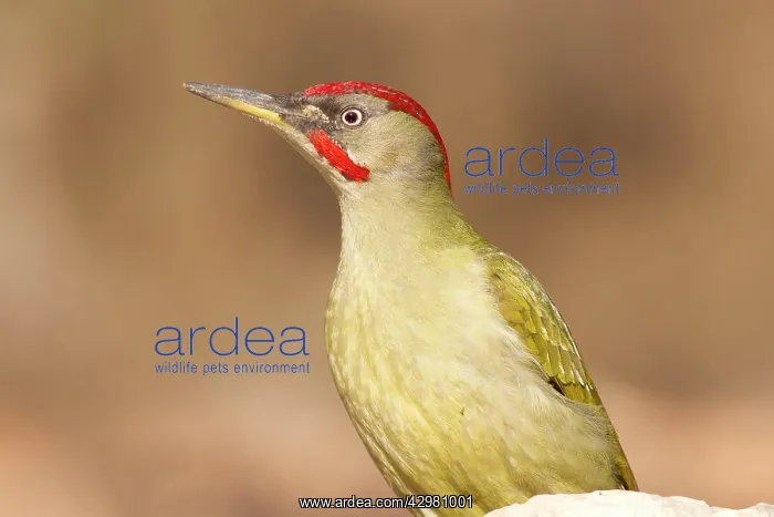 : European Green Woodpecker - adult male : European Green Woodpecker - adult male