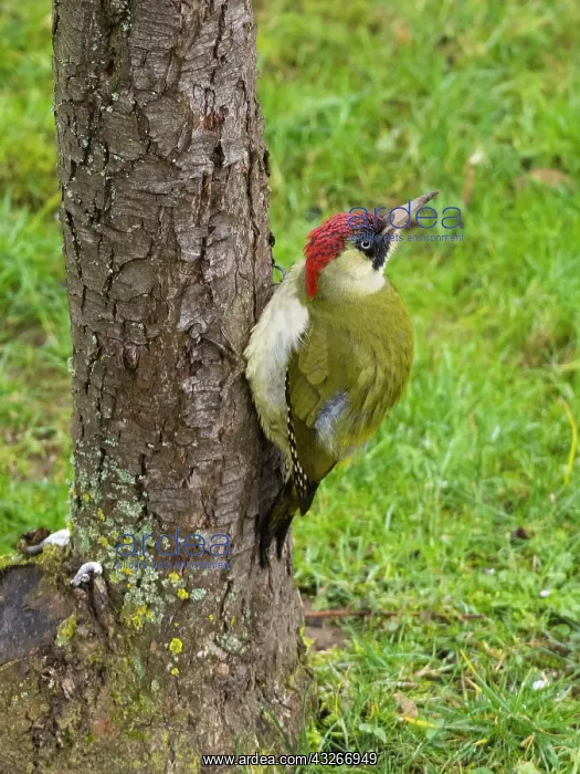 : European Green Woodpecker - adult male on tree : European Green Woodpecker - adult male on tree
