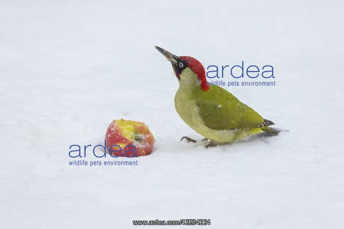: European green woodpecker (Picus viridis) feeding : European green woodpecker (Picus viridis) feeding