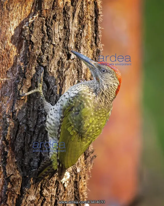 : European green woodpecker (Picus viridis), Ground : European green woodpecker (Picus viridis), Ground