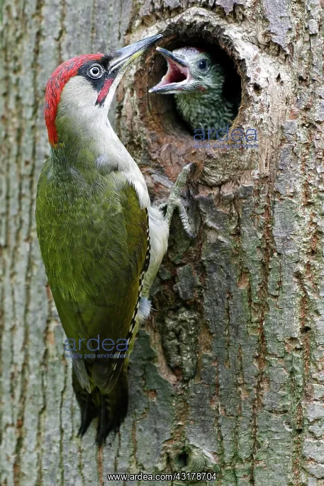 : European green woodpecker (Picus viridis) male feeding : European green woodpecker (Picus viridis) male feeding