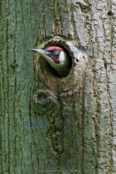 : European green woodpecker (Picus viridis) male looking : European green woodpecker (Picus viridis) male looking