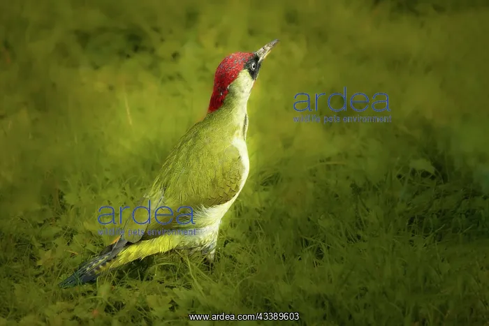 : European green woodpecker (Picus viridis), sitting : European green woodpecker (Picus viridis), sitting