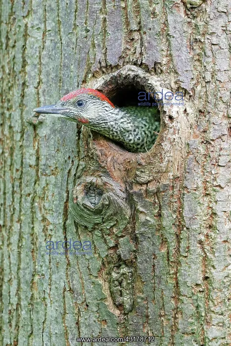  : European green woodpecker (Picus viridis) young