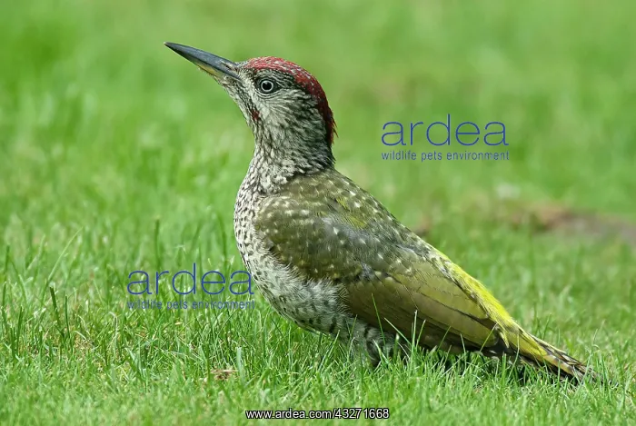: European green woodpecker (Picus viridis) Young : European green woodpecker (Picus viridis) Young